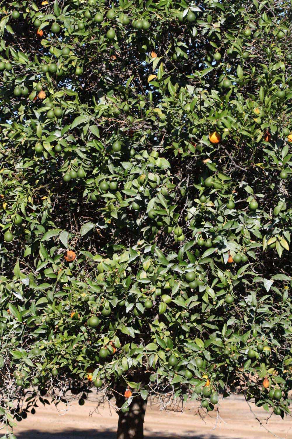            Habit (Riverside, CA)   